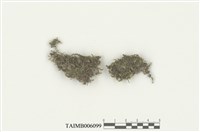 藏品(四齒異萼蘚)的圖片